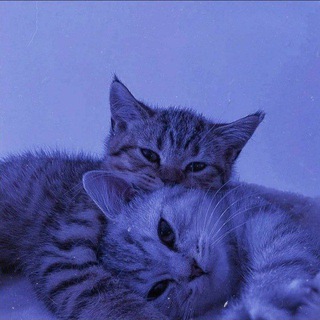 Telegram profile photo for پروفایل گربه😸