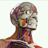 Telegram profile photo for Anatomy Figures