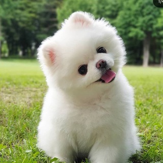 Telegram profile photo for Petcenter