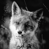 Telegram profile photo for 𐋏ᥱʙᥙдᥙⲙыᥔ...