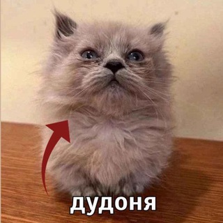 Telegram profile photo for Мопсостан