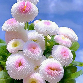 Telegram profile photo for گلها و دلها