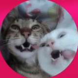 Telegram profile photo for Котики :D