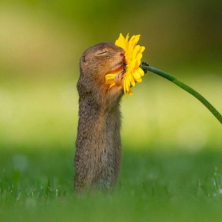 Telegram profile photo for 🌱🌿 Интуитивное Травничество 🌱🌿