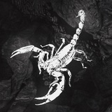 Telegram profile photo for ESCORT SCORPIONS WEAR