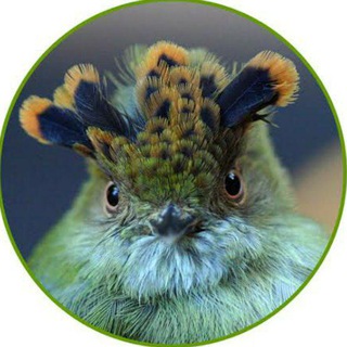 Telegram profile photo for Mongabay-India Official