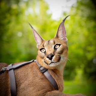 Telegram profile photo for Caracal&Flower&Snake&My life