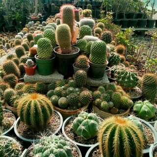 Telegram profile photo for 🌵🌴cactus farm (کاکتوس فارم) 🌴🌵