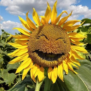 Telegram profile photo for ᴨᴇᴩᴇходниᴋ ᴋᴀᴩᴛоɯᴇᴋ