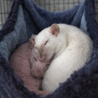 Telegram profile photo for 🐀𝒑𝒆𝒕𝒔 𝒉𝒐𝒖𝒔𝒆🐀