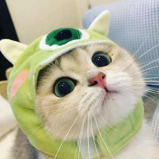 Telegram group profile photo for 宠物交流