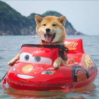 Telegram profile photo for Meme Channel