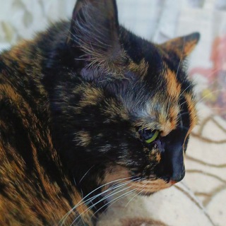 Telegram profile photo for Мастерская котика пошивуна🐱