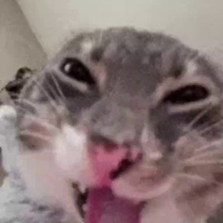 Telegram profile photo for refiox's posts/market