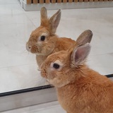 Telegram profile photo for ♡︎ Зайцы в деле: Юни рассказывает ♡︎