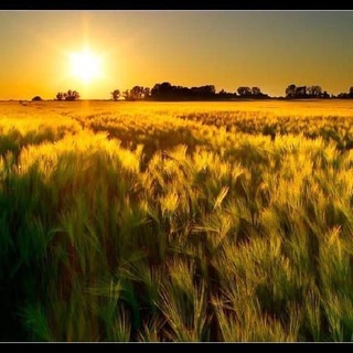 Telegram profile photo for 🥕 🌽 🌾 Bauernkarte 🌾 🥕 🌽