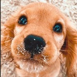 Telegram profile photo for Хаус собак💋❤️