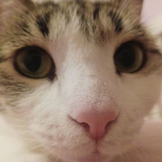 Telegram profile photo for булочка и брусничка