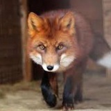 Telegram profile photo for |• Toby - Yama •| фурсьют мастерская