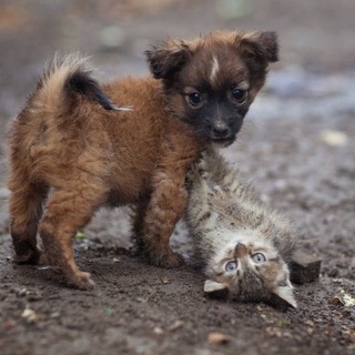Telegram profile photo for Алёна и друзья🐶🐱