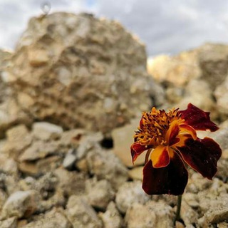 Telegram profile photo for خواطر ونوادر