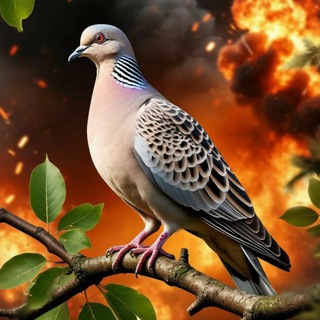 Telegram profile photo for Дикий голубь