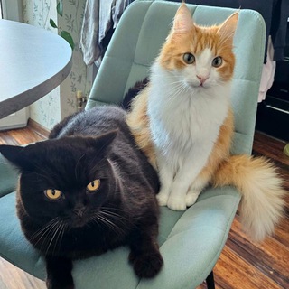 Telegram profile photo for Пушистая психотерапия