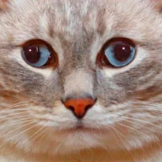 Telegram profile photo for (не)смешные картинки