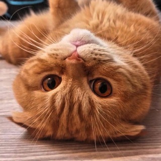 Telegram profile photo for Факты и приколы от кота Бисквита