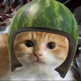 Telegram profile photo for waa