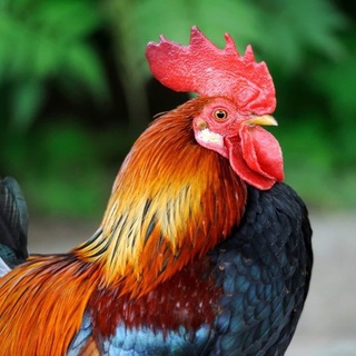 Telegram profile photo for Rooster’s Crow