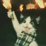 Telegram profile photo for 고먐미의 BUY or DIE