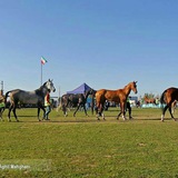 Telegram profile photo for کانال صوفیان