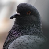 Telegram profile photo for Эстетика голубей