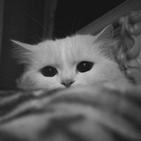 Telegram profile photo for прайс