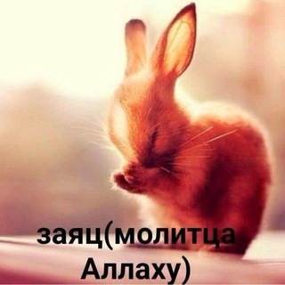 Telegram profile photo for Шок-Новости 📸