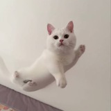 Telegram profile photo for Guodong Portal