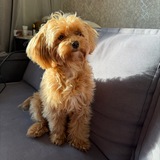 Telegram profile photo for Афина и ее человеки