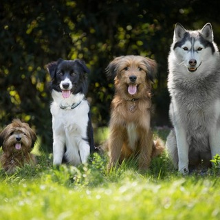 Telegram group profile photo for Собаководы Солнцево