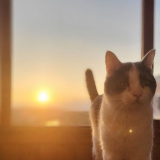 Telegram profile photo for Мемы про котов