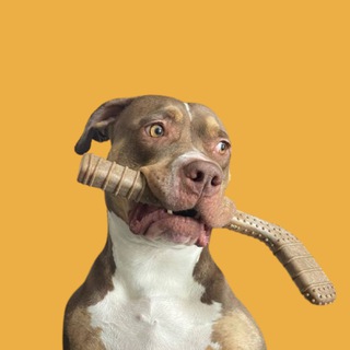 Telegram profile photo for Pibble's Announcements
