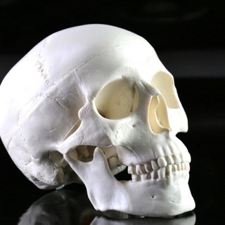 Telegram profile photo for Head neck Anatomy