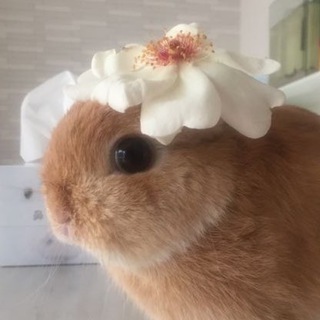 Telegram profile photo for nevertheless.