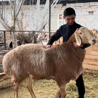 Telegram profile photo for Кмс по буллингу Перси