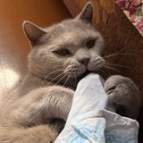Telegram profile photo for Не Лиза