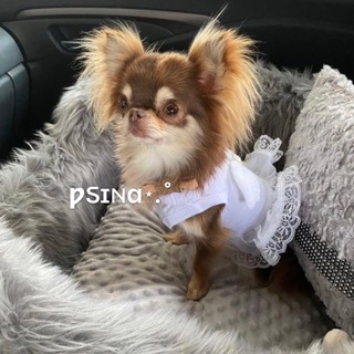 Telegram profile photo for ƿઽɪⲛɑ⋆.˚