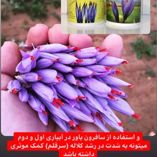 Telegram profile photo for سلام مزرعه | ابرکود زعفران