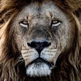 Telegram profile photo for Wissen ist Macht