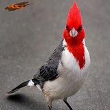 Telegram profile photo for پرندگان زینتی ایران