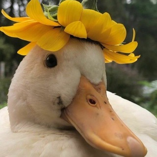 Telegram profile photo for Творчество - всегда риск.